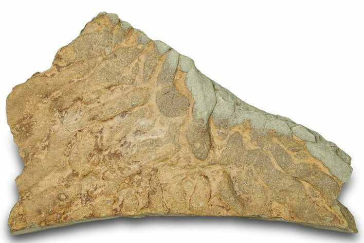 Pennsylvanian, Fossil Microbial Mat - Oklahoma #301967